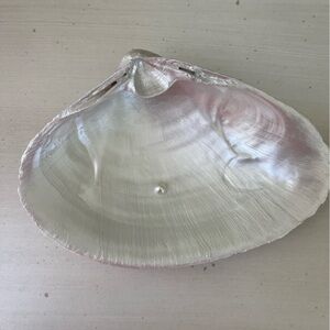 🌻Giant pearl painted clam shell with Pearl accent